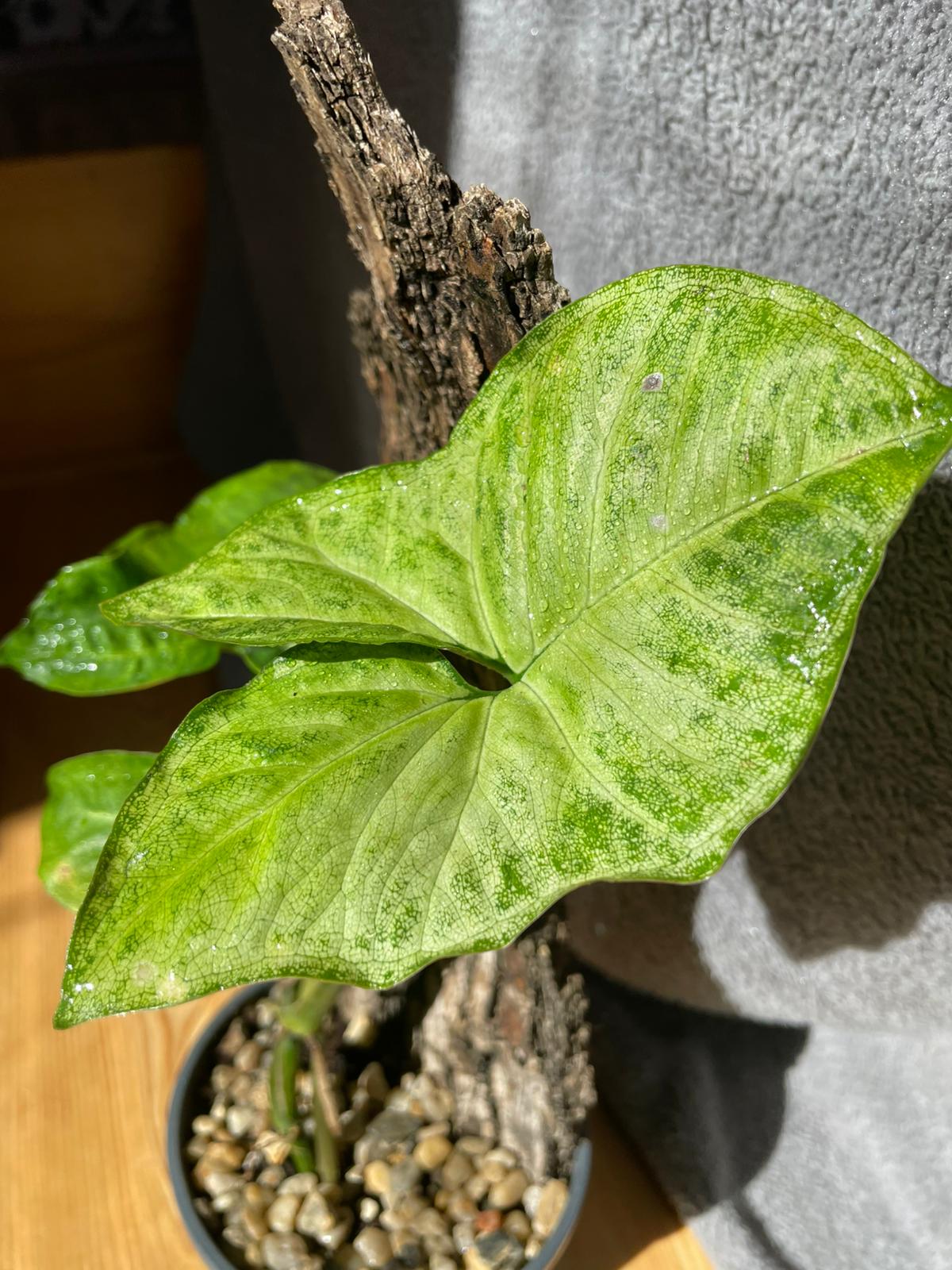 Syngonium detail